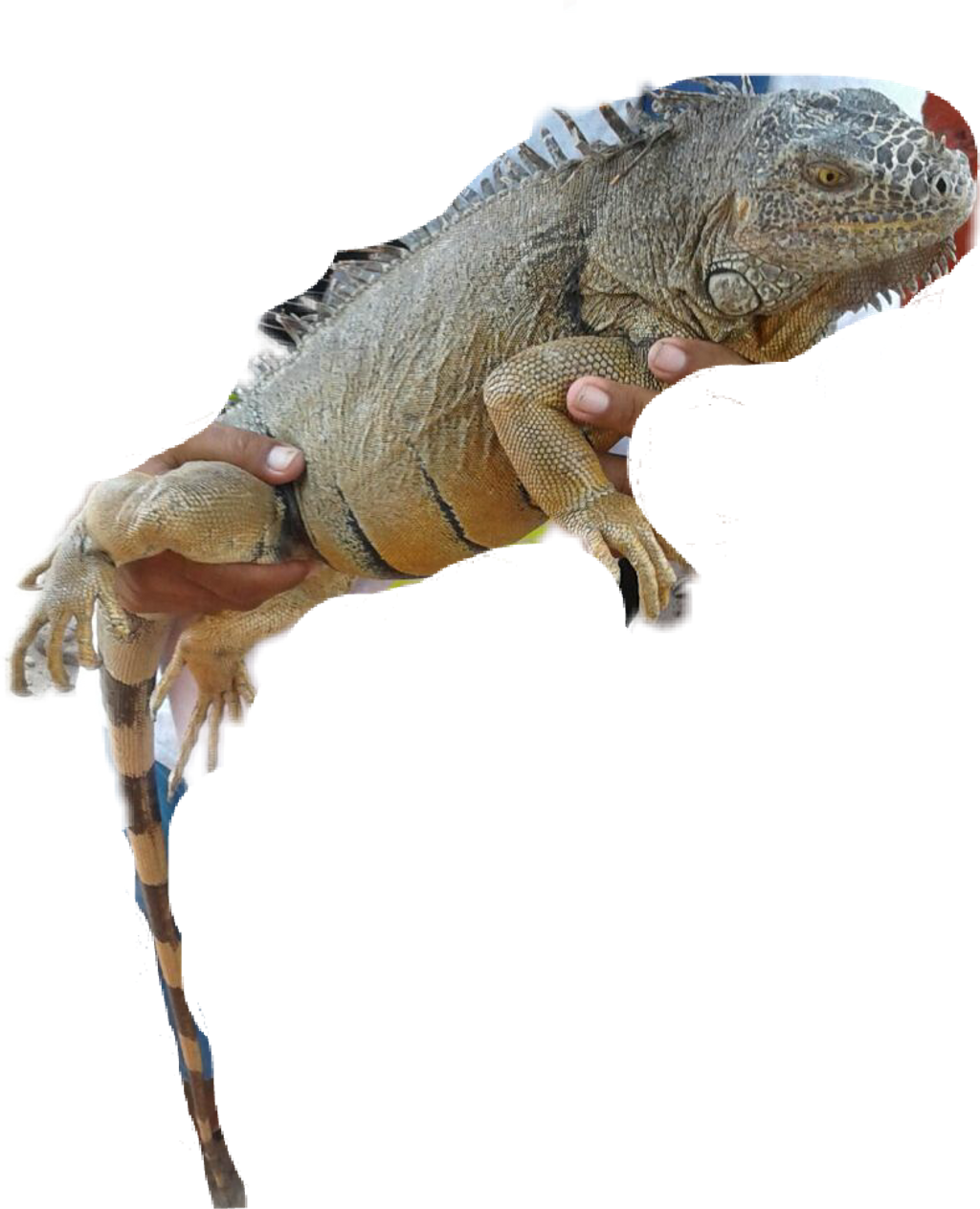 Held Iguana Transparent Background PNG Image