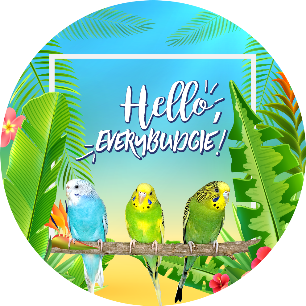 Hello Everybundgie Budgies Greeting PNG Image