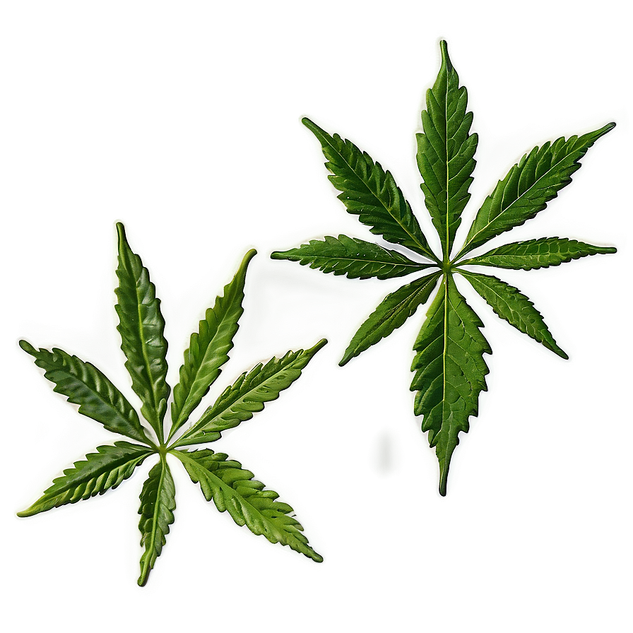 Hemp Leaf Closeup Png Ryu PNG Image