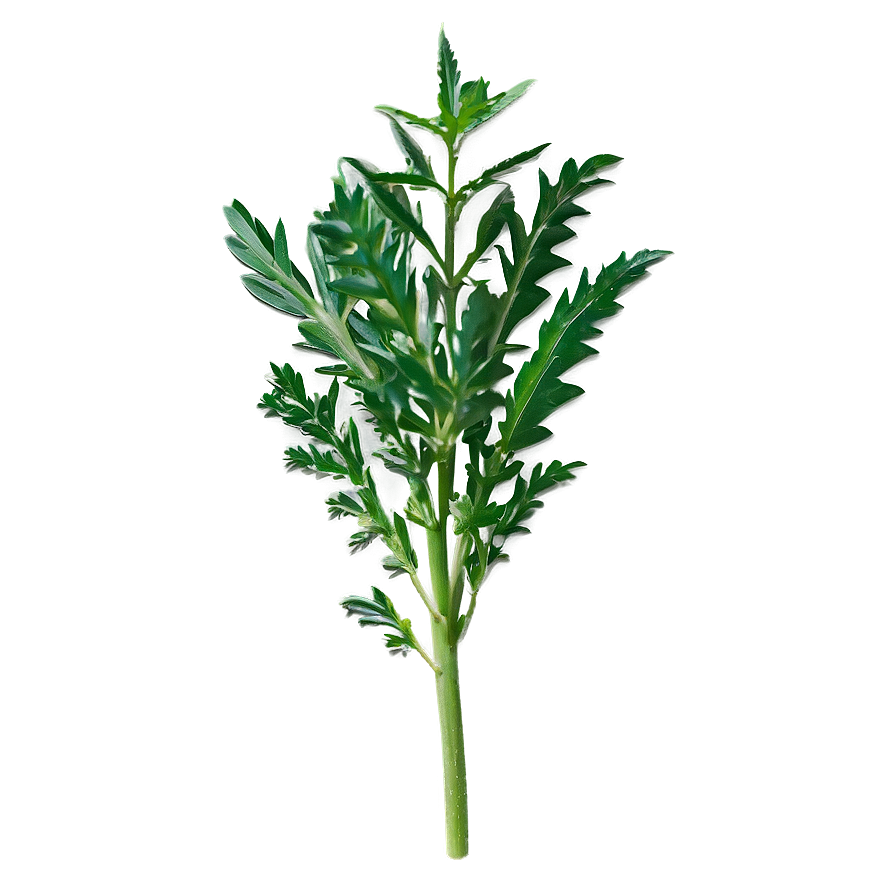 Herb A PNG Image