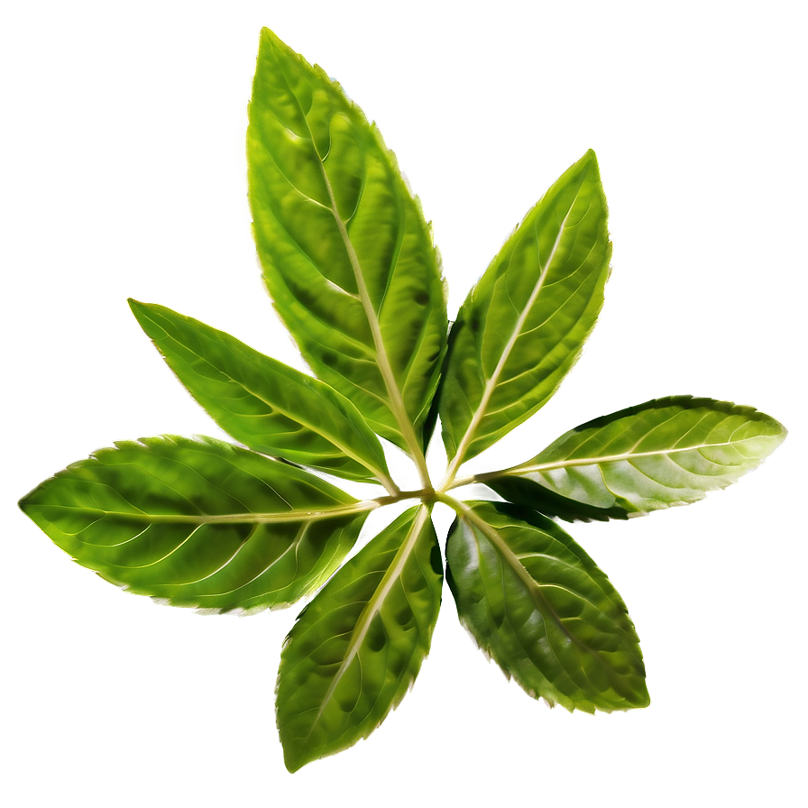 Herbal Leaves Png 97 PNG Image