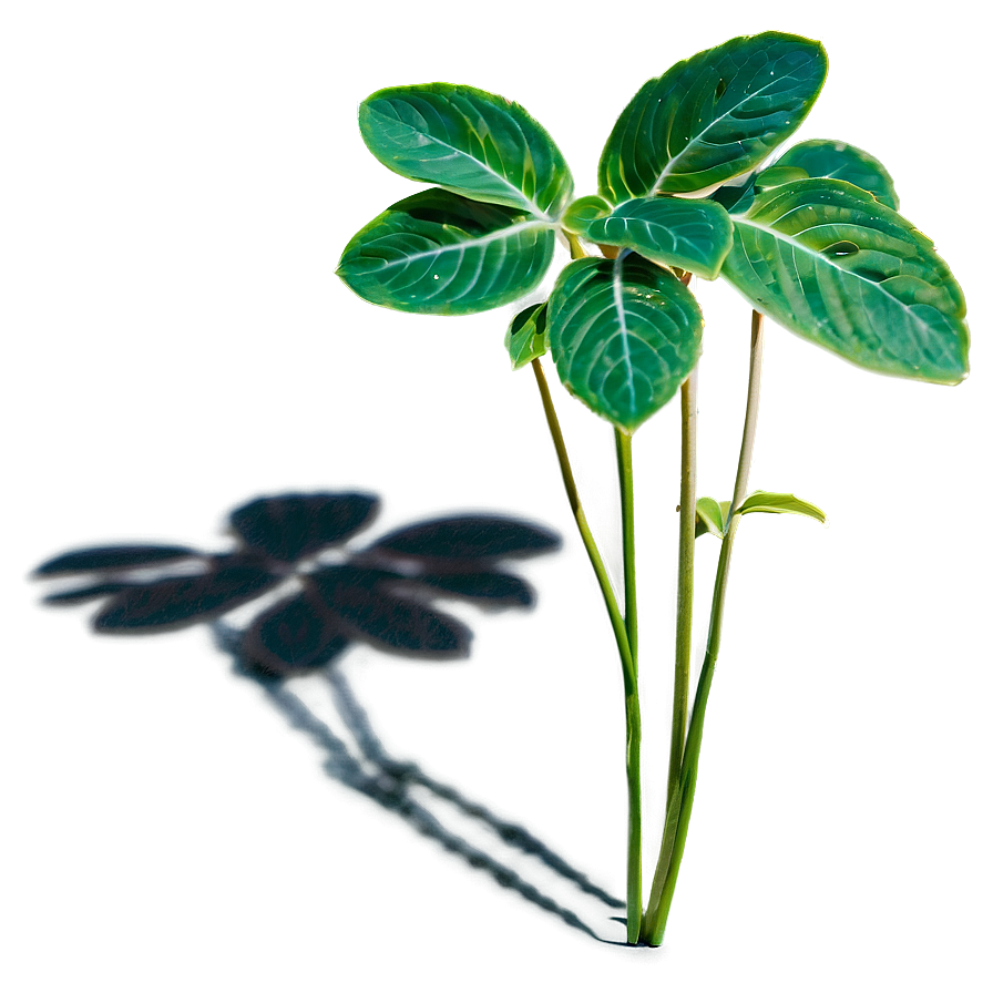 Herbal Plant Shadow Concept Png Idn40 PNG Image