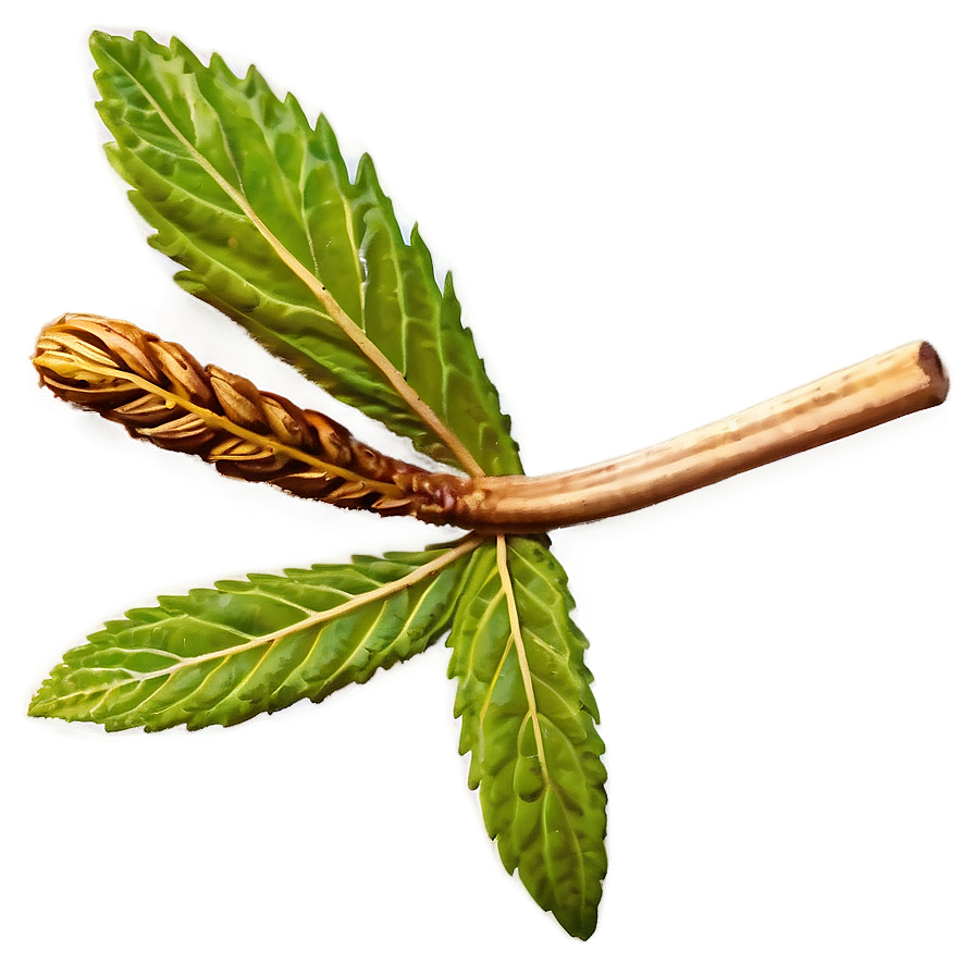 Herbal Remedy Png Xbn PNG Image