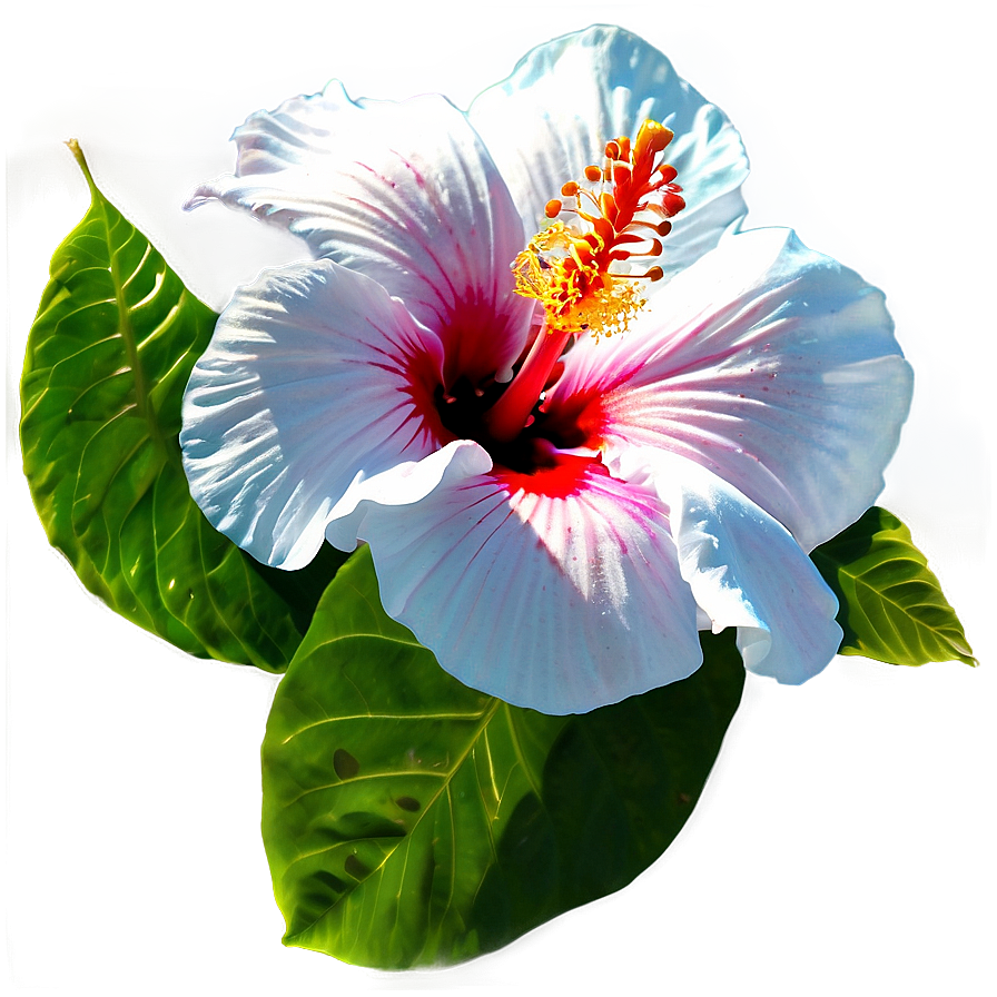 Hibiscus Festival Png 05232024 PNG Image