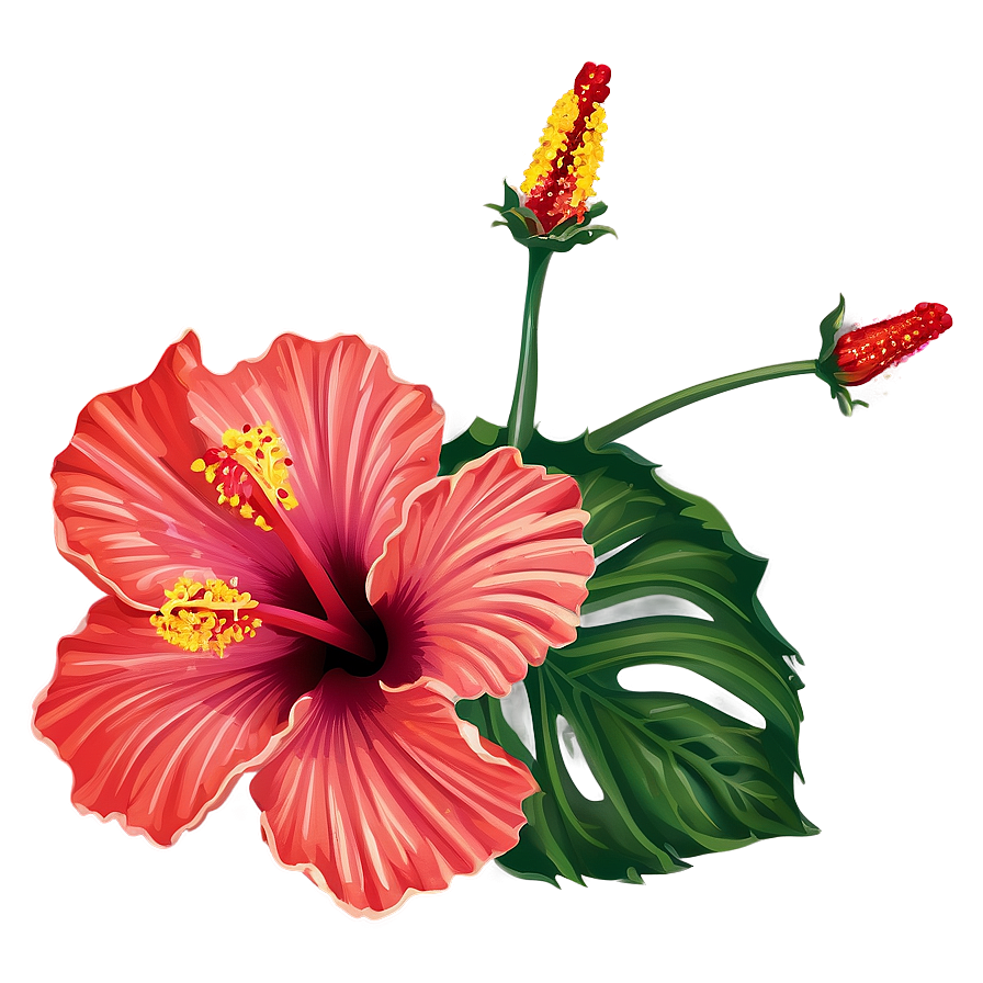 Hibiscus Illustration Png 05232024 PNG Image