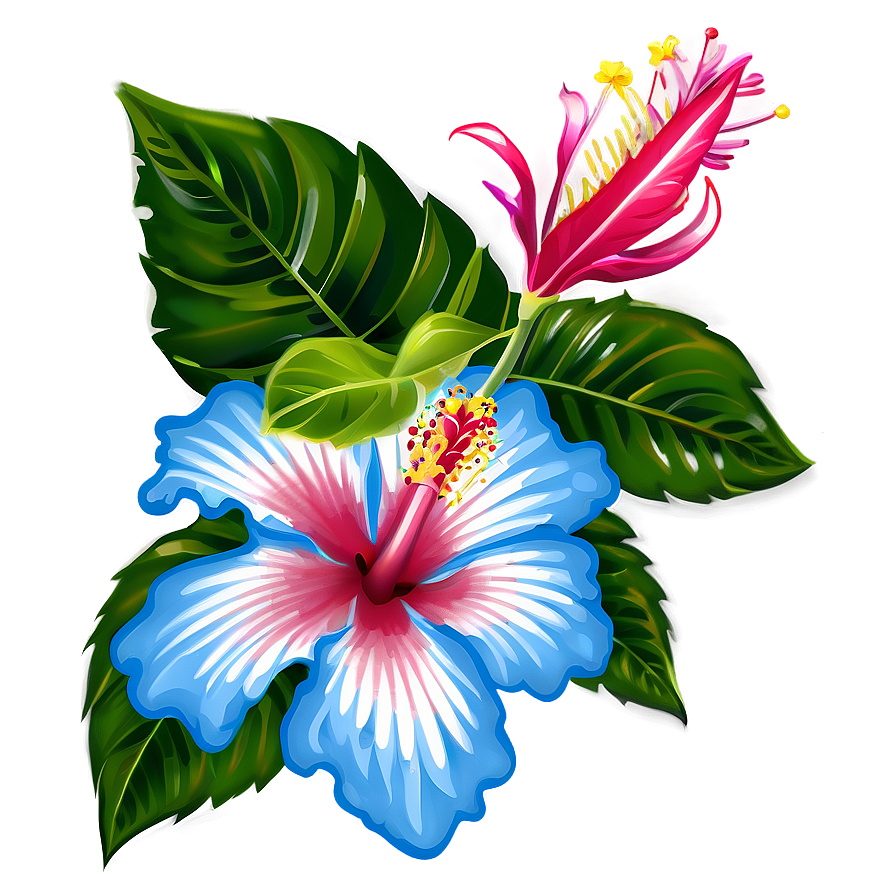 Hibiscus Illustration Png 05232024 PNG Image