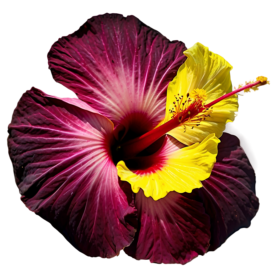 Hibiscus In Bloom Png Pas PNG Image