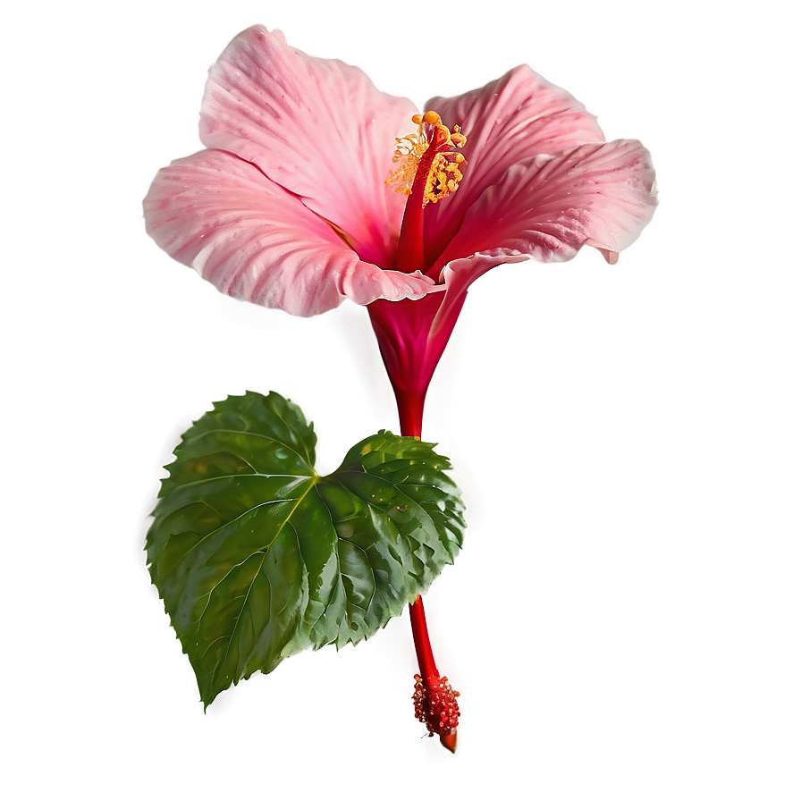 Hibiscus Petal Png 05232024 PNG Image