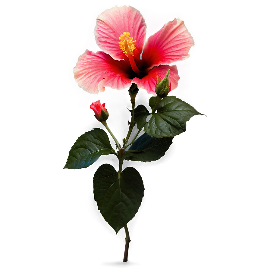 Hibiscus Silhouette Png 05232024 PNG Image