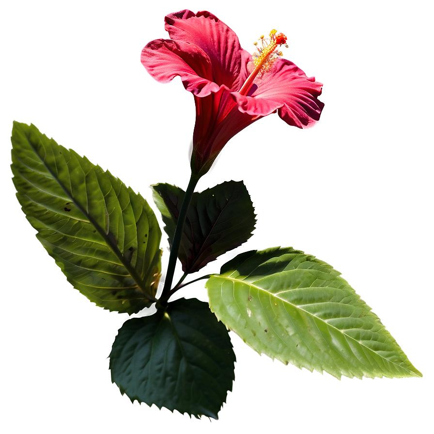 Hibiscus Silhouette Png Rti53 PNG Image