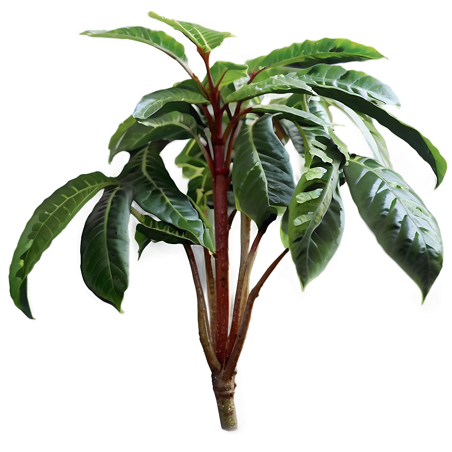 High Humidity Plant Png 39 PNG Image