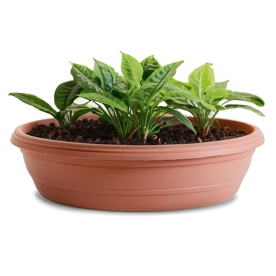 High Humidity Plant Png 61 PNG Image