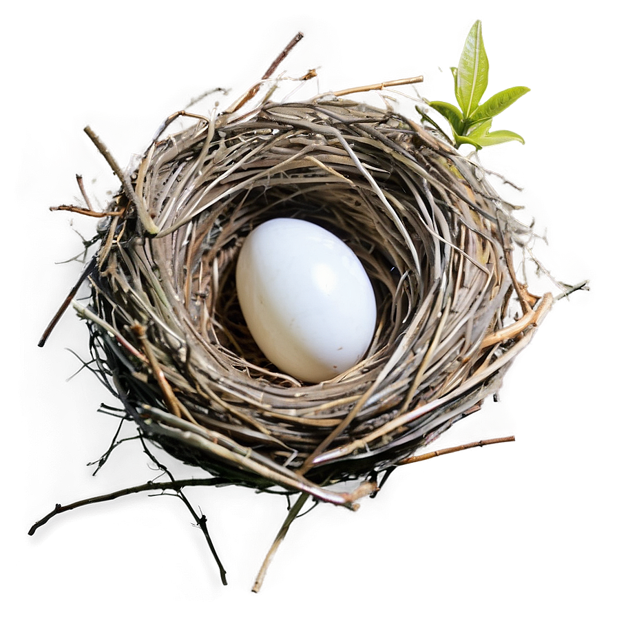 High-quality Nest Image Png 46 PNG Image