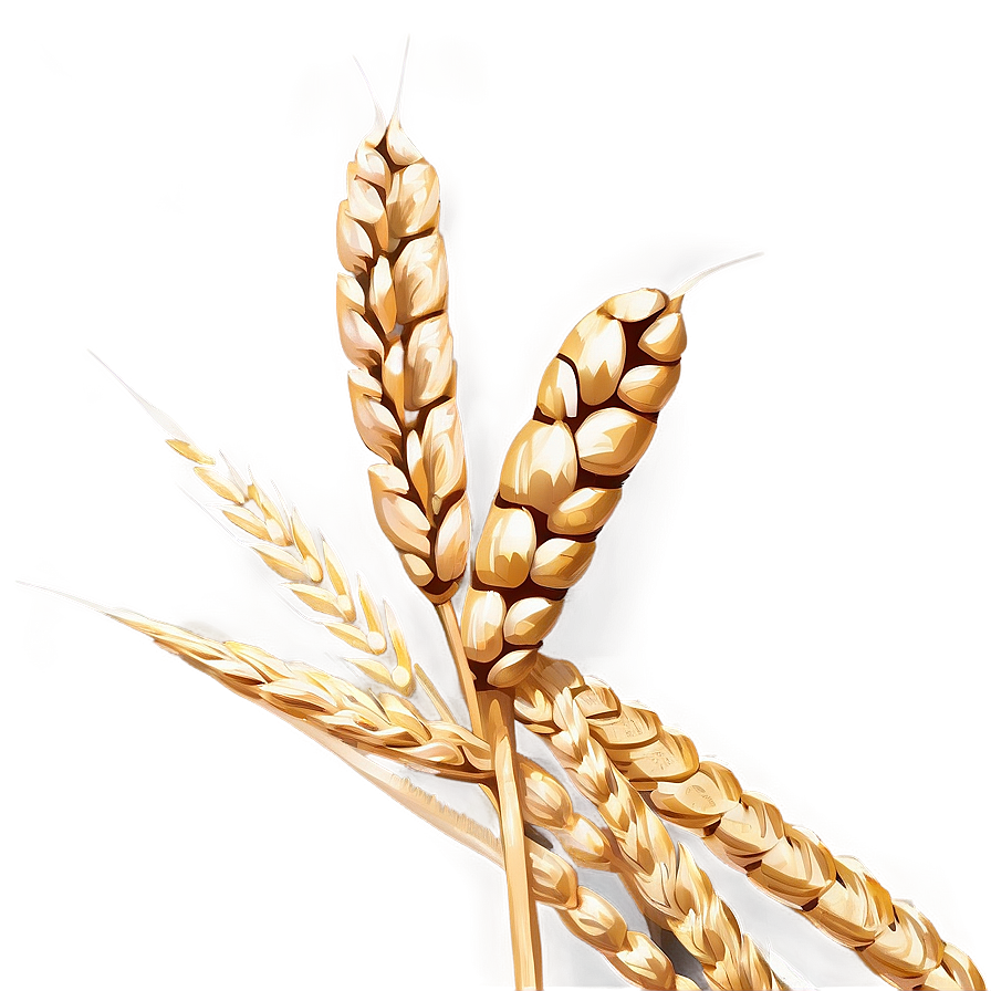 High-quality Wheat Grains Png Dpq PNG Image