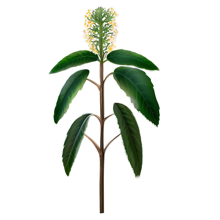 Historical Botany Study Png Epc PNG Image