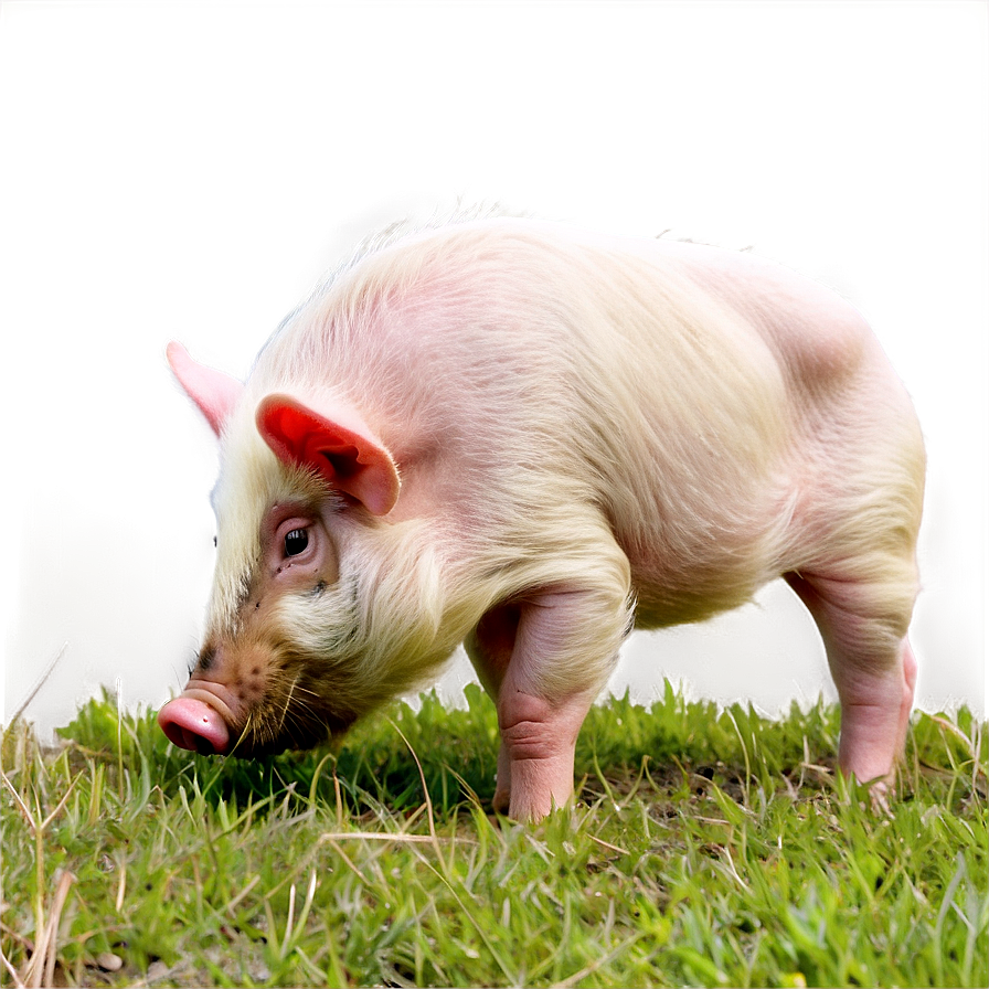 Hog Grazing Png 63 PNG Image