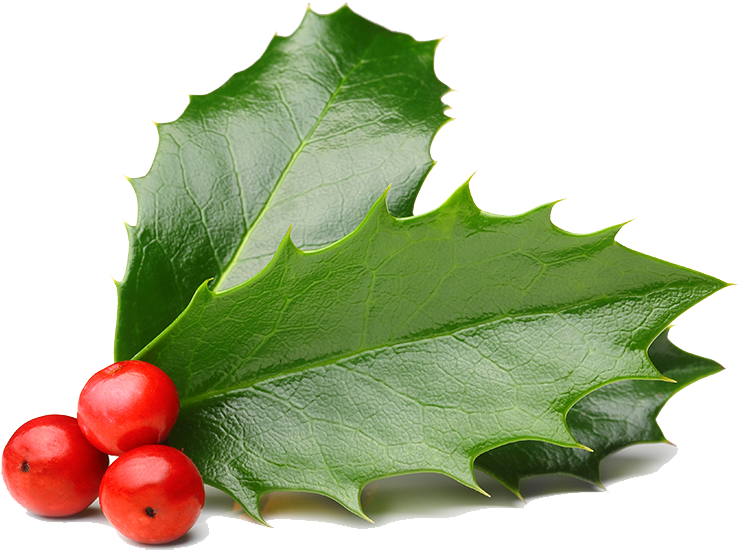 Holly Leavesand Berries PNG Image