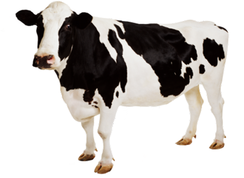 Holstein Friesian Dairy Cow Standing PNG Image