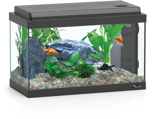 Home Aquarium With Fishand Plants PNG Image