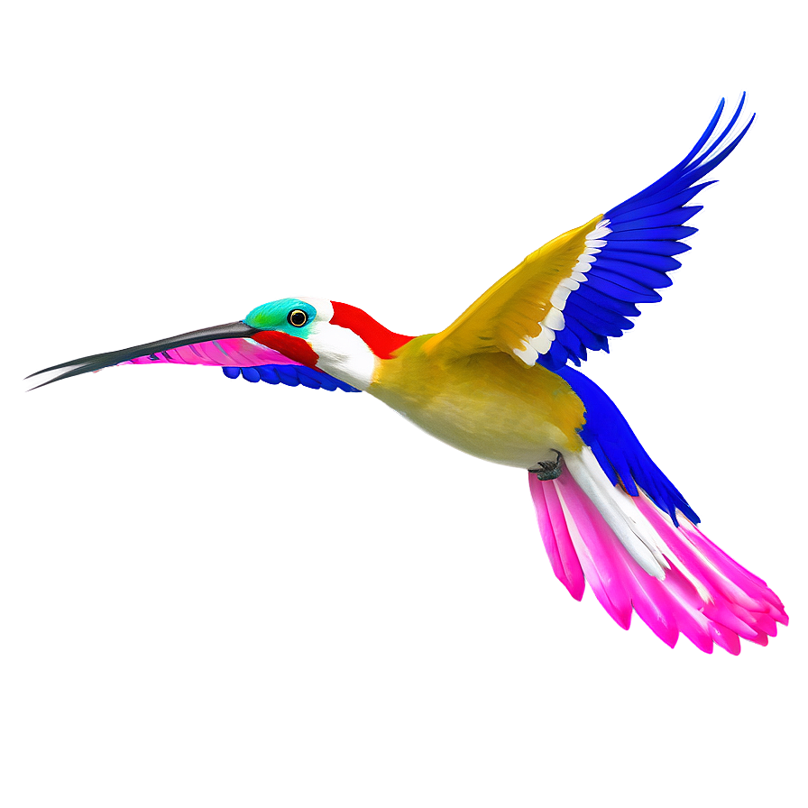 Honduras National Bird Png 06202024 PNG Image