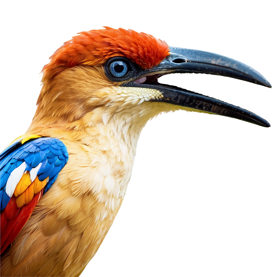 Honduras National Bird Png Mib18 PNG Image