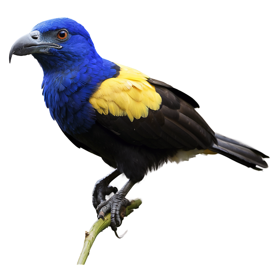 Honduras National Bird Png Nxc28 PNG Image