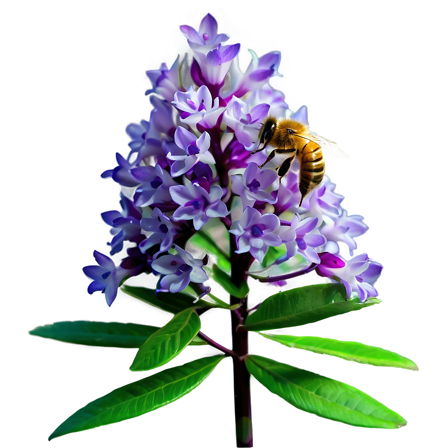 Honey Bee Attracted Bush Png 05252024 PNG Image