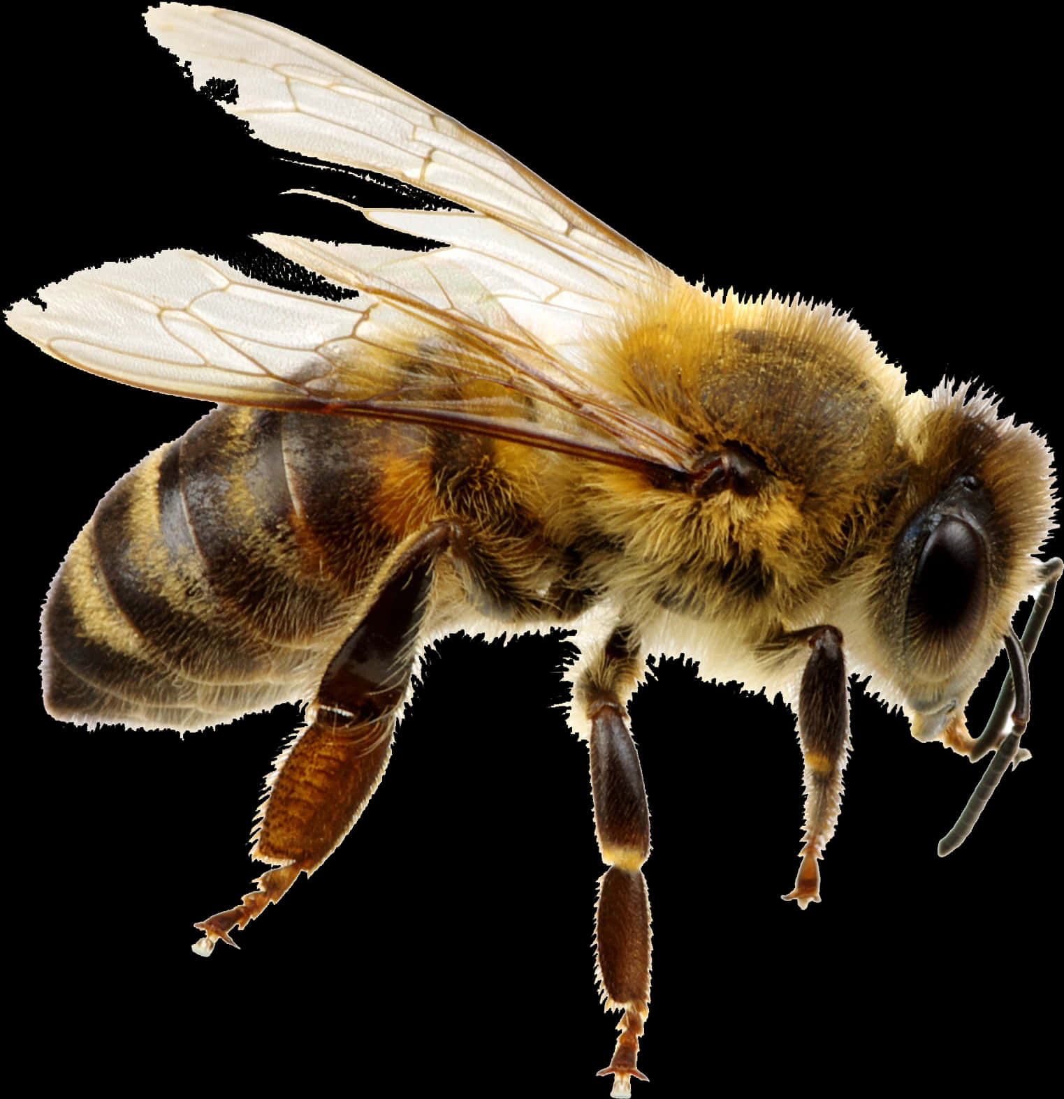 Honeybee_ Closeup PNG Image