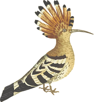 Hoopoe Bird Illustration PNG Image