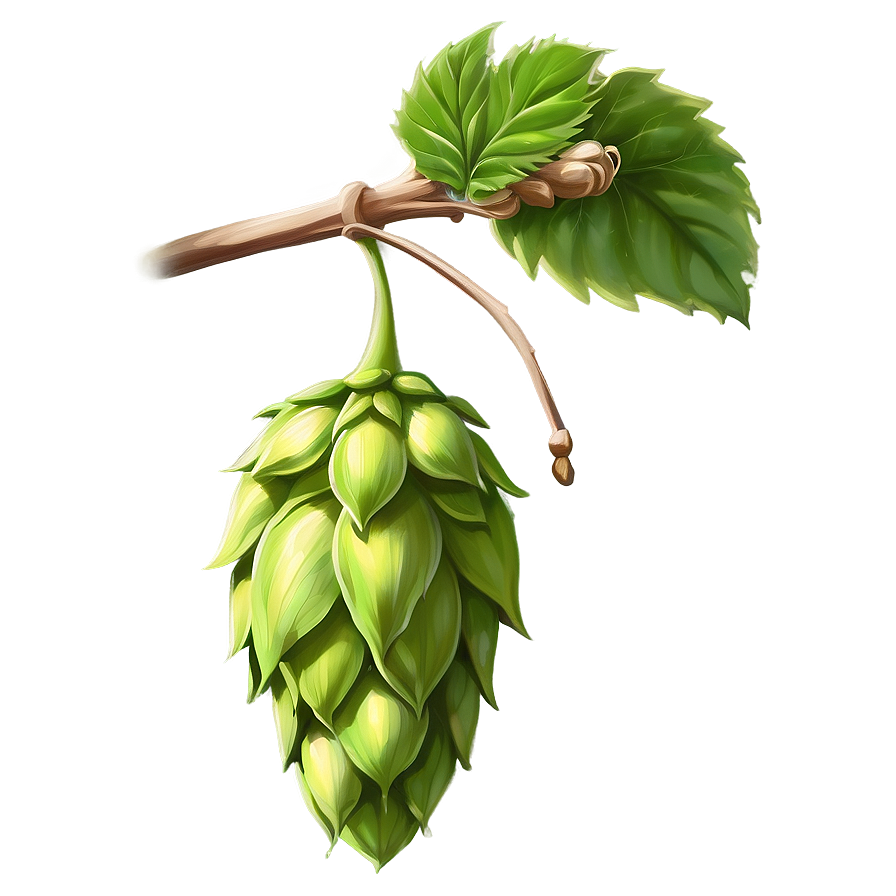 Hops Branch Sketch Png 88 PNG Image