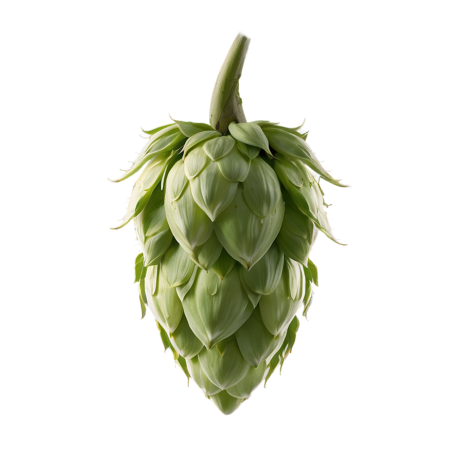 Hops Buds Detail Png 06292024 PNG Image