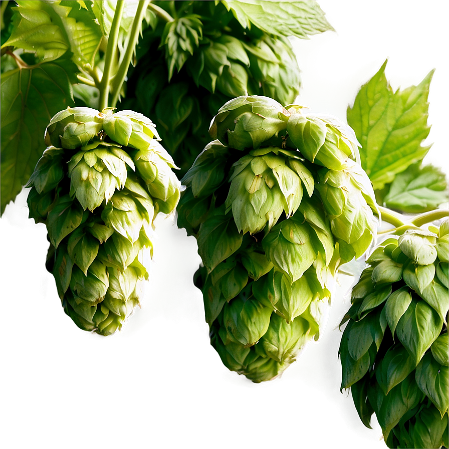 Hops Field Panorama Png Oko PNG Image