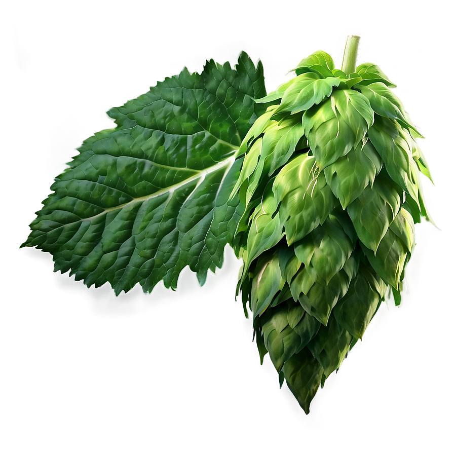 Hops Leaf Texture Png 06292024 PNG Image