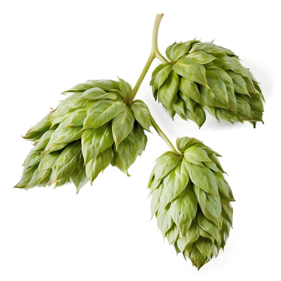 Hops Leaf Texture Png 06292024 PNG Image