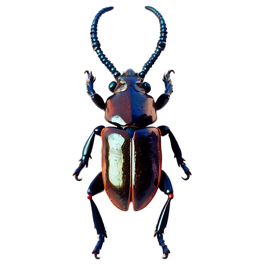 Horn Beetle Png 06132024 PNG Image