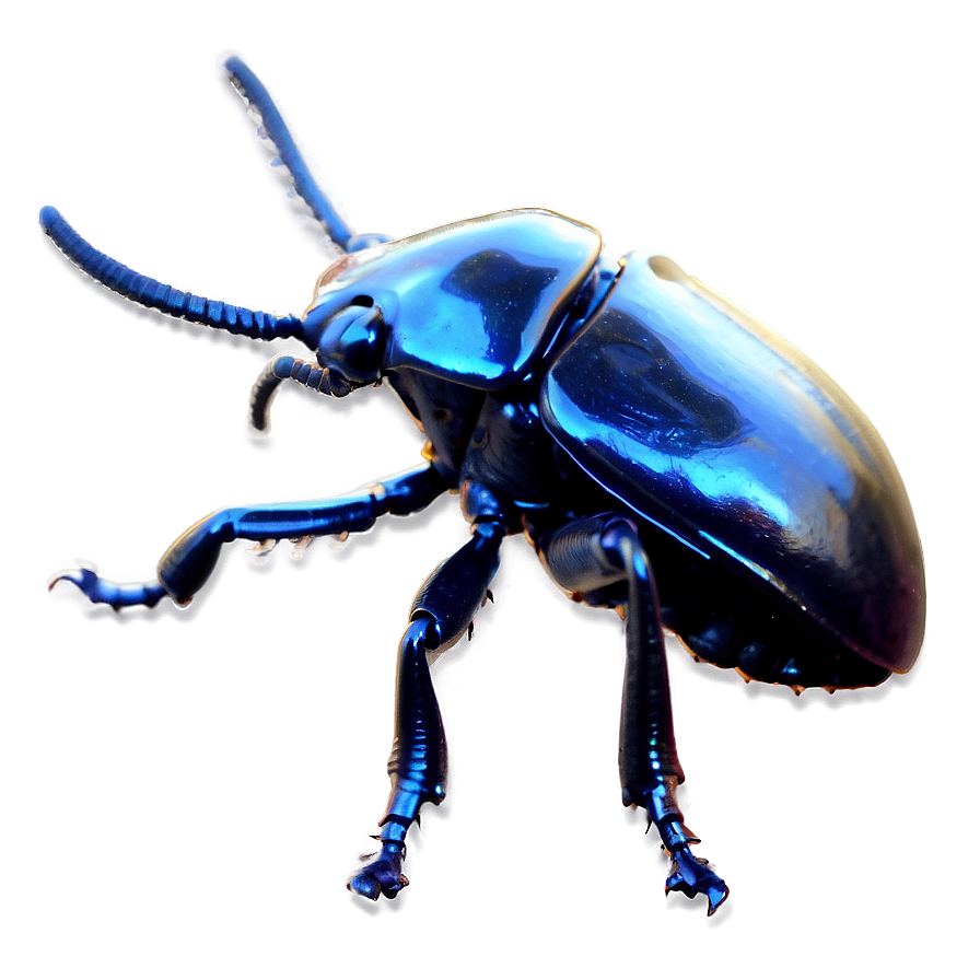 Horn Beetle Png Pvq PNG Image