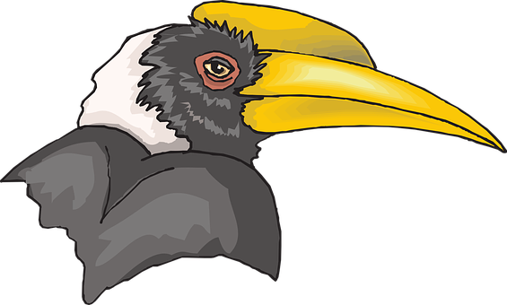 Hornbill Vector Illustration PNG Image