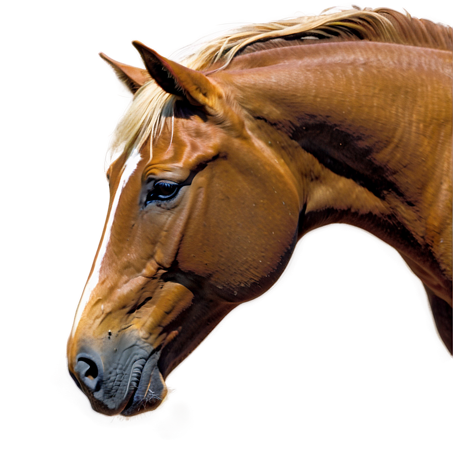 Horse Cartoon Outline Png Rfw PNG Image