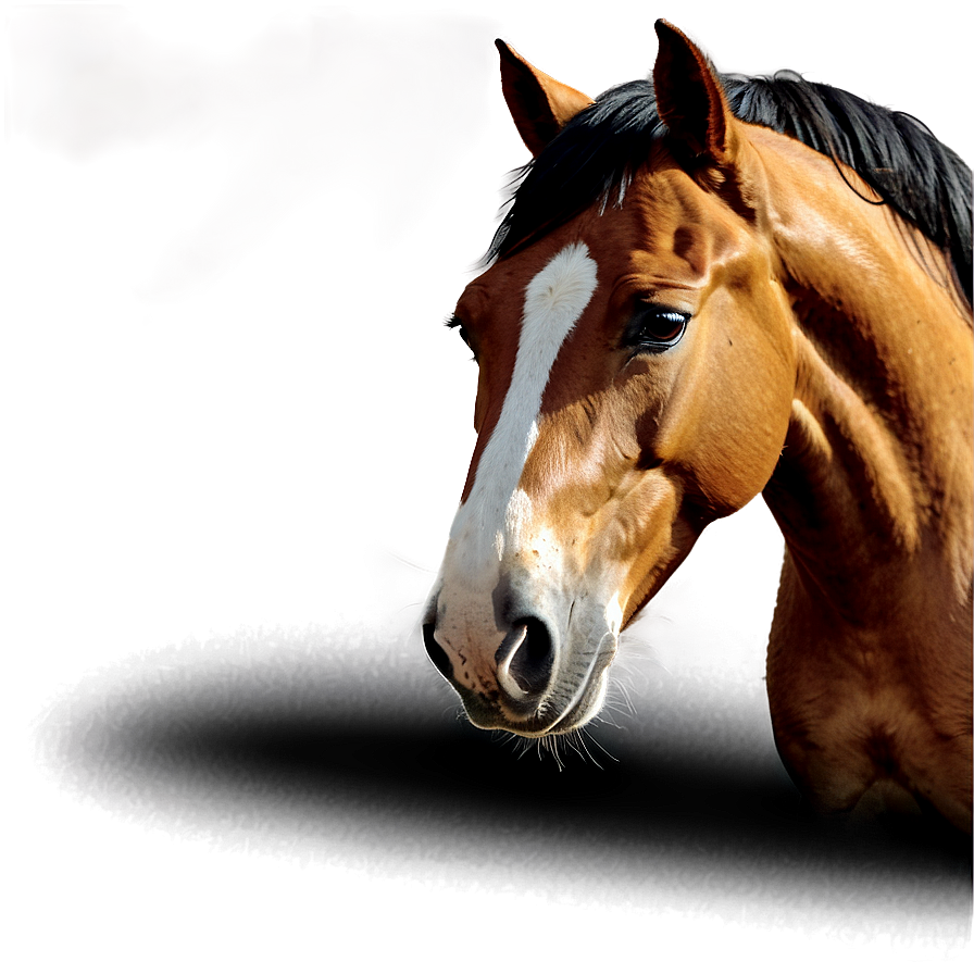 Horse Drawing Png 55 PNG Image