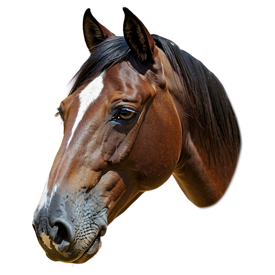 Horse Head A PNG Image