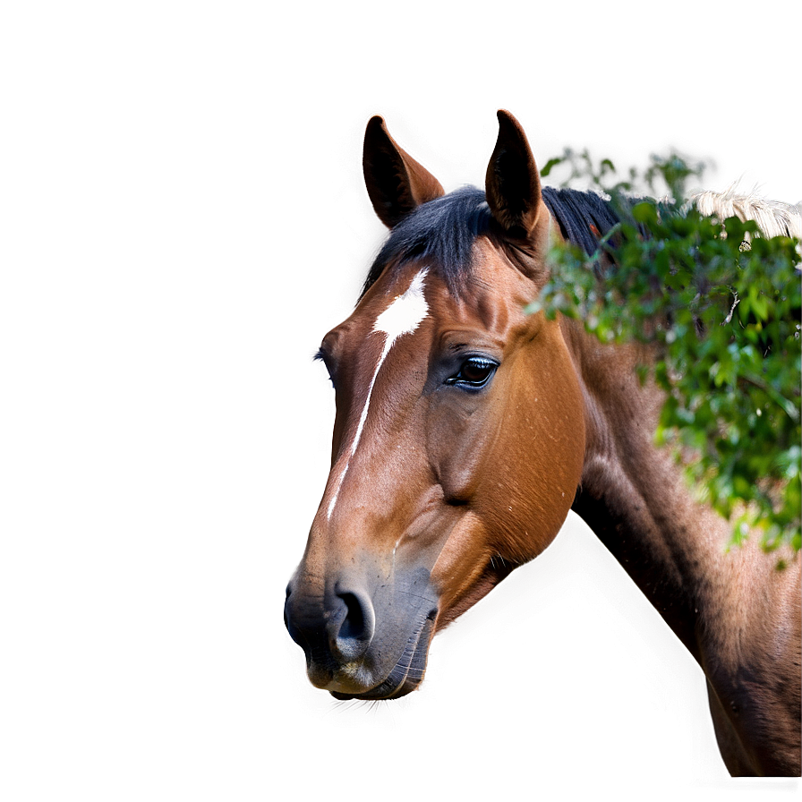 Horse Images A PNG Image