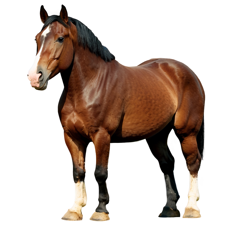 Horse Images B PNG Image