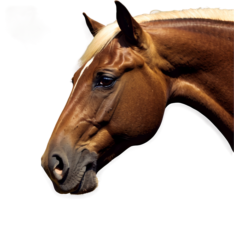 Horse Images C PNG Image