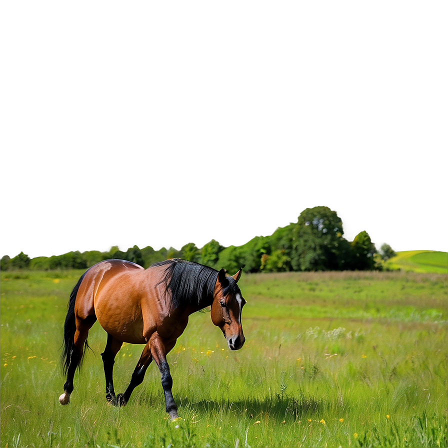 Horse In Field Png Ohv PNG Image