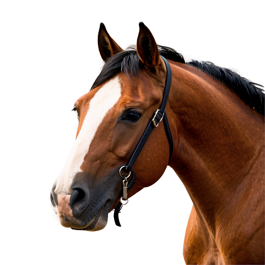 Horse Logo Png Tse70 PNG Image