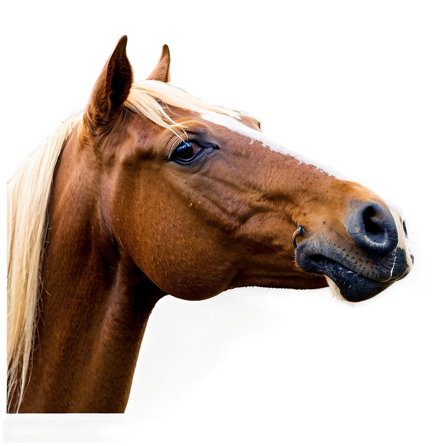 Horse Profile Png 05032024 PNG Image