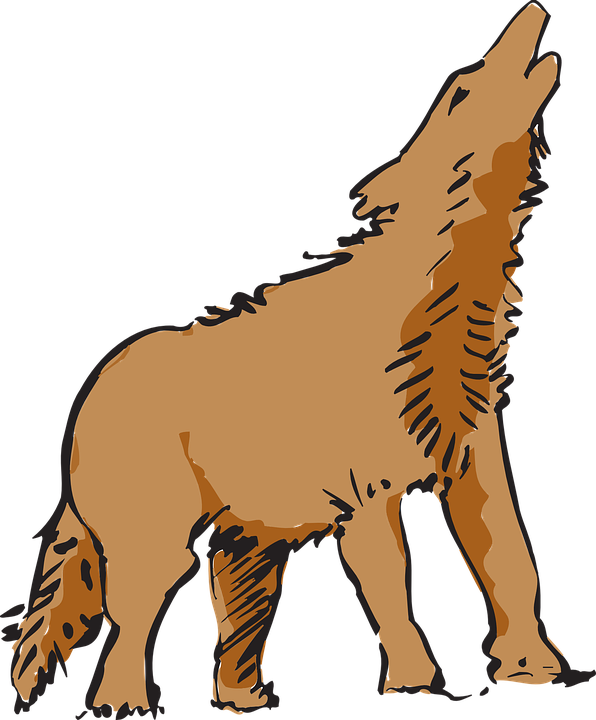 Howling_ Coyote_ Illustration.png PNG Image