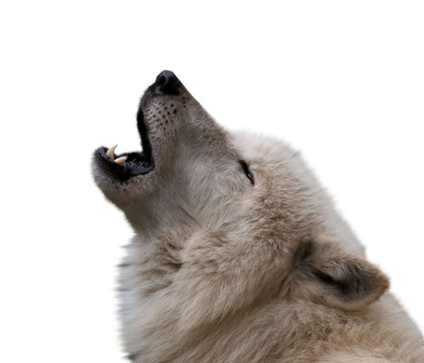 Howling_ Wolf_ Profile PNG Image