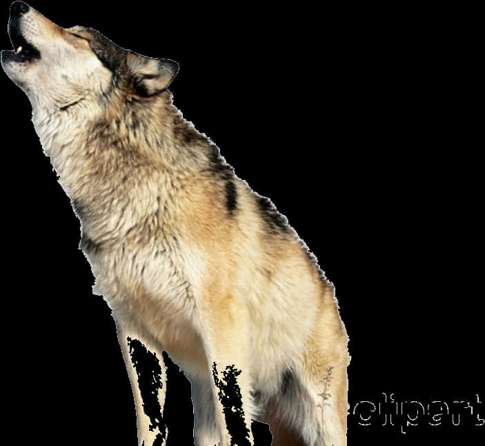 Howling Wolf Transparent Background PNG Image