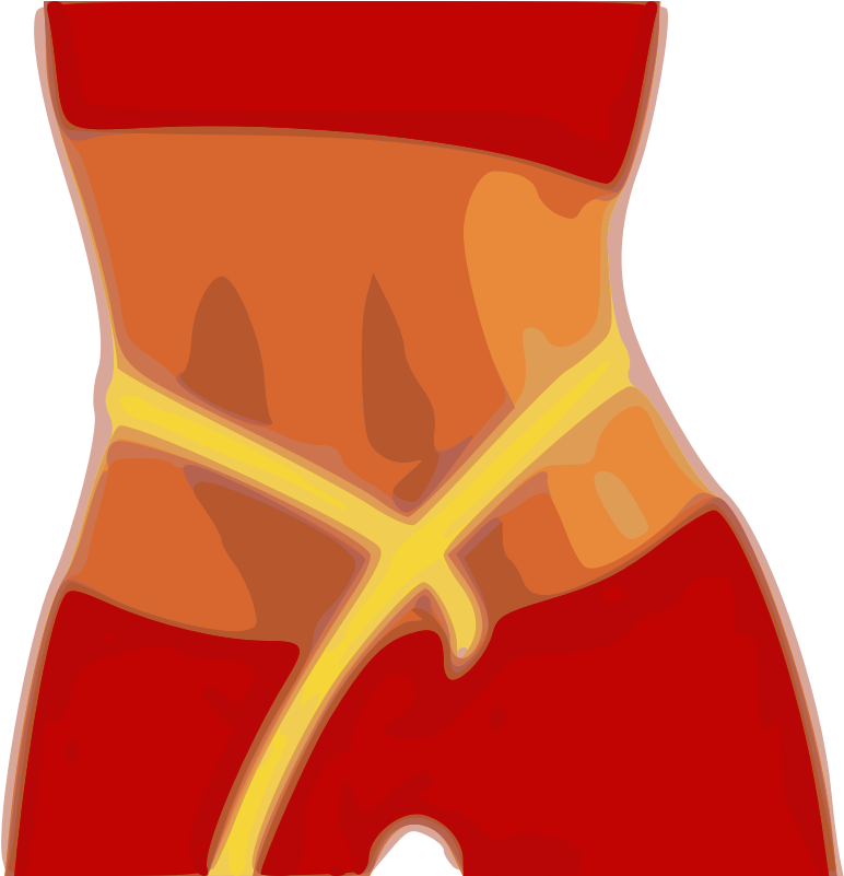 Human Abdominal Anatomy Illustration PNG Image